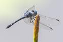 Micrathyria debilis (Peten Dasher) male-4.jpg